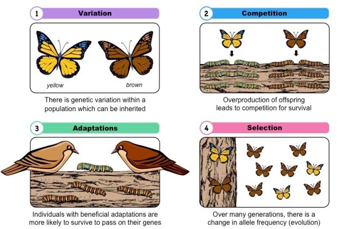 Selection natural worksheet evolution biology darwin