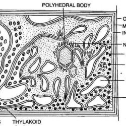 Are nuclei visible in cyanobacterial cells