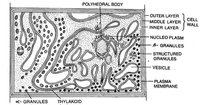 Are nuclei visible in cyanobacterial cells