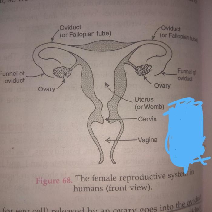 Female reproductive system diagram se 6