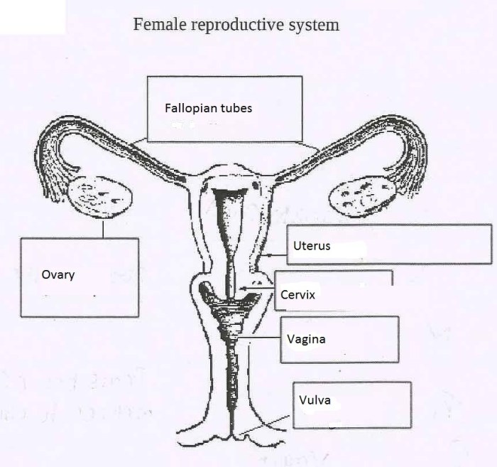 Female reproductive system diagram se 6