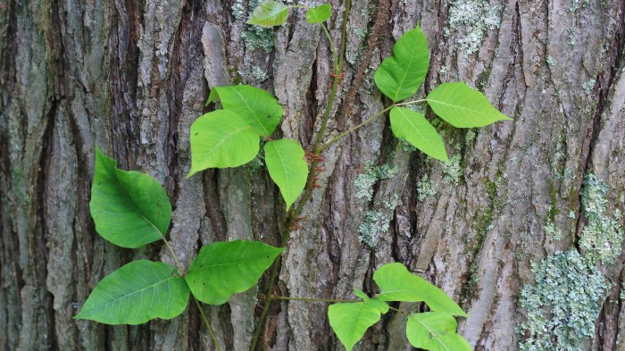 Poison ivy growing on a tree by touch