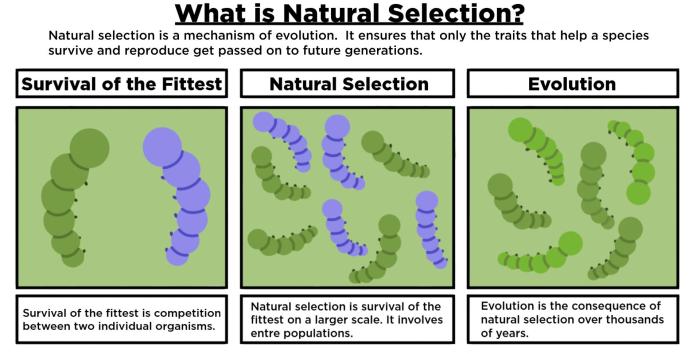 Adaptations and natural selection worksheet