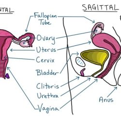 Reproductive female system human diagram labelled draw sarthaks