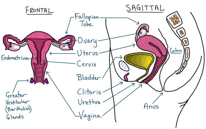 Reproductive female system human diagram labelled draw sarthaks