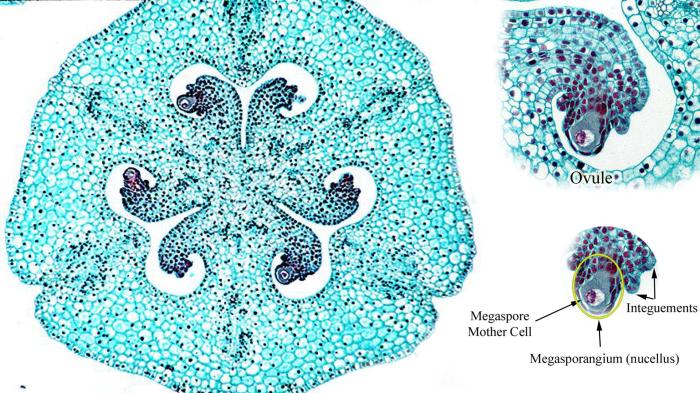 Cross section of lily ovary