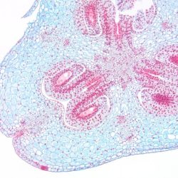 Cross section of lily ovary