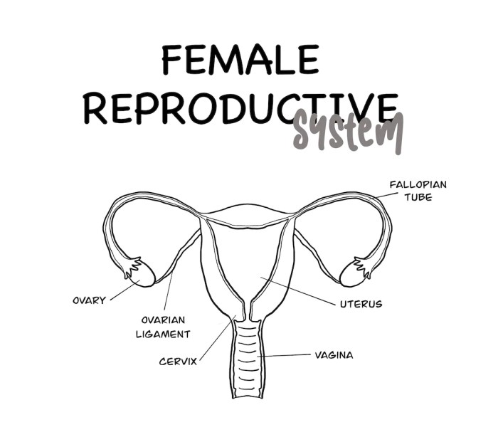 Reproductive female system internal parts organs anatomy chart flow women fertility do invitra