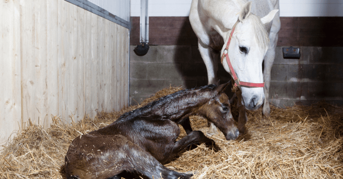 Pregnant mares mare care take foal place