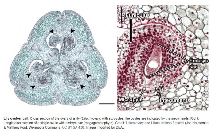 Ovary cross lilium section 100x shutterstock stock cs search preview