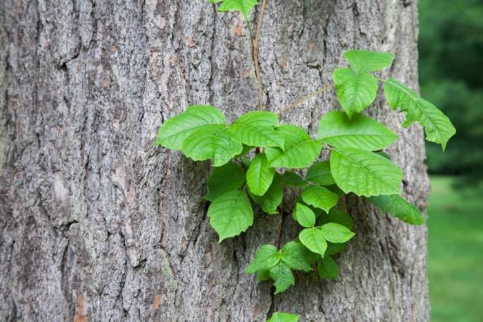 Poison ivy growing on a tree by touch