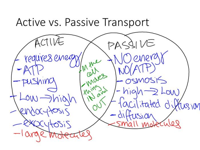 Venn diagram of active and passive transport