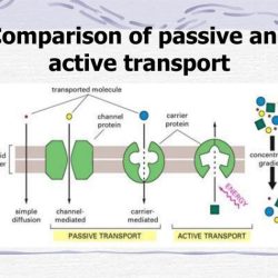 Transport active venn diagram passive worksheet exocytosis teachers organizer graphic pay