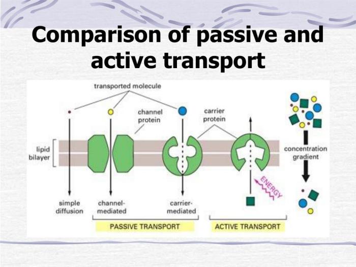 Transport active venn diagram passive worksheet exocytosis teachers organizer graphic pay