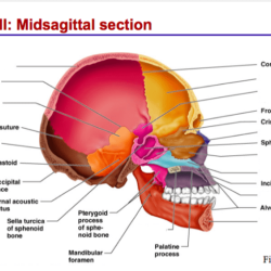 Neck nasal inferior sphenoid conchae ethmoid zygomatic bones fossa pituitary hypophyseal gland foramen