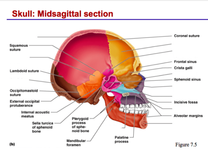 Neck nasal inferior sphenoid conchae ethmoid zygomatic bones fossa pituitary hypophyseal gland foramen