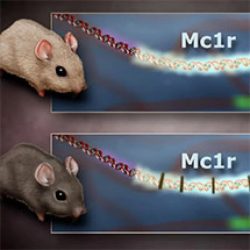 Molecular genetics of color mutations in rock pocket mice answers