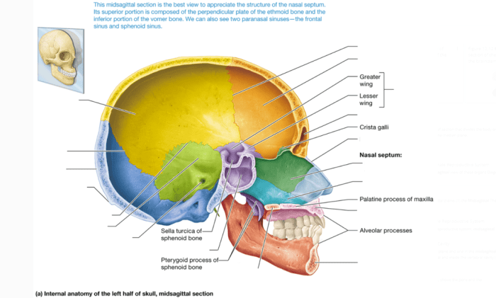 Art-labeling activity internal midsagittal view of the skull